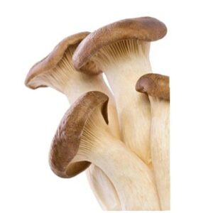 FRT&VEG MUSHROOM NETHERLANDS KING OYSTER / ERYNGII,